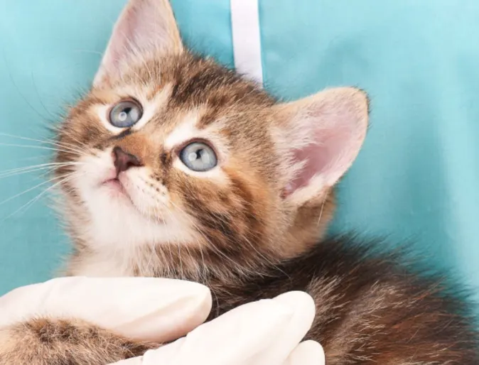 Kitten being held with one hand by a medical staff member in blue scrubs